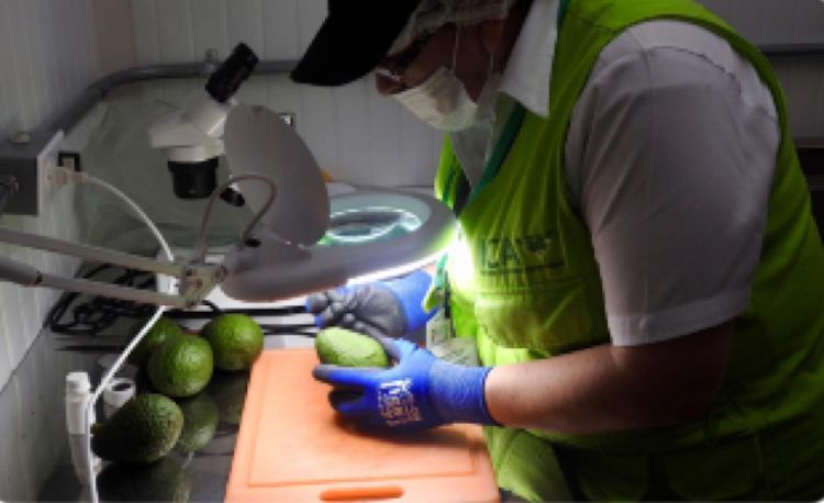 Aguacate Hass colombiano será una estrella en el Super Bowl de Estados Unidos