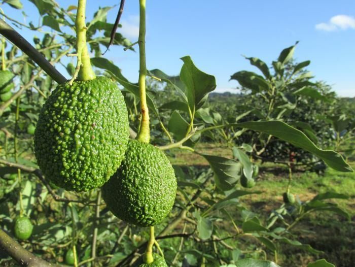 Con la nueva planta de Armero-Guayabal, el Tolima consolida su liderazgo en la producción de aguacate hass