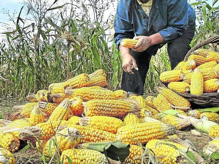 Alimentos Polar quiere comprar la cosecha de maíz de El Espinal