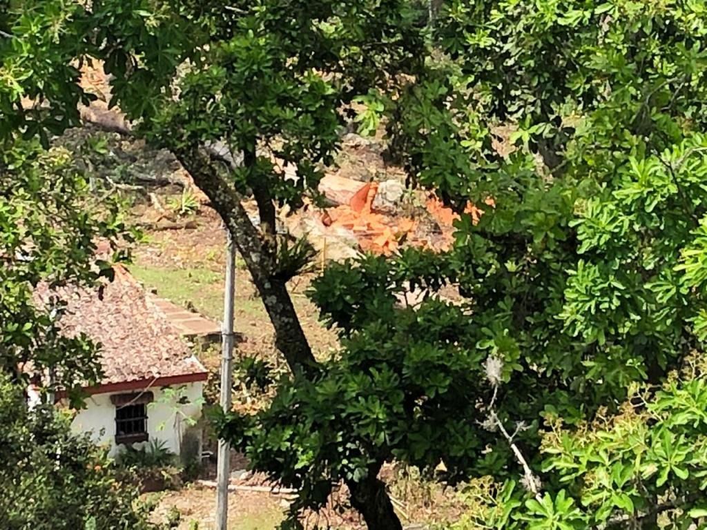 Esta es la respuesta de Cortolima frente a la denuncia ciudadana por tala de árboles