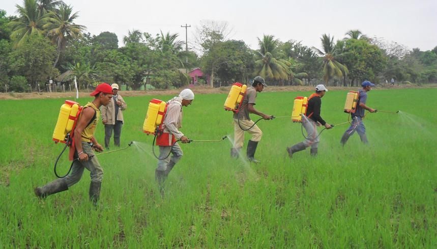 “El 80% de la semilla empleada en cultivos de arroz es ilegal”: Asosemillas