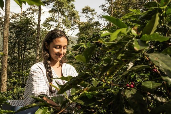 Empresa firma negociación con excombatientes de las FARC para exportar café orgánico