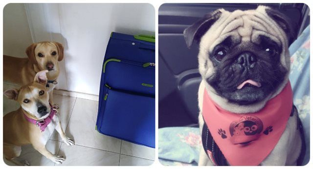 Tenga en cuenta los requisitos que debe cumplir si viaja con su mascota al exterior