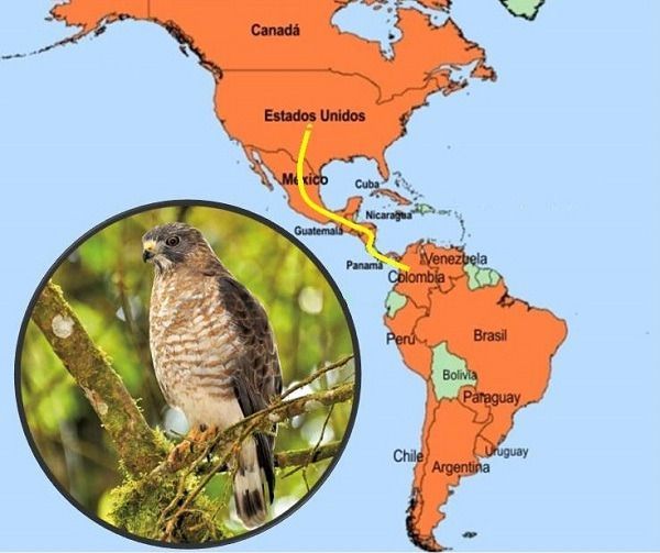 Águilas Cuaresmeras llegan en paz a casa