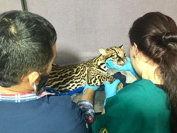 Amputaron colmillos de ocelote para domesticarlo en Purificación
