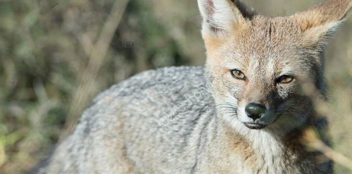 Rescatado un zorro cuando era atacado por caninos en Purificación