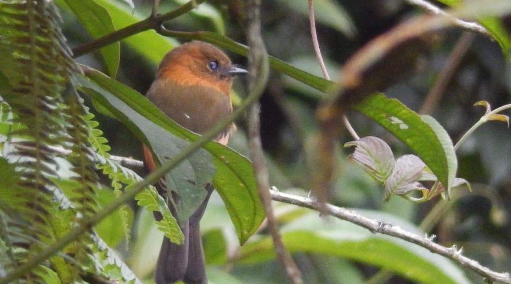 Tolima ocupó octavo puesto en avistamiento de aves