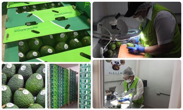 El Tolima envió el primer cargamento de aguacate Hass a Los Estados Unidos
