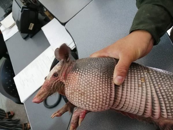 Sigue el maltrato de la fauna silvestre en el Tolima