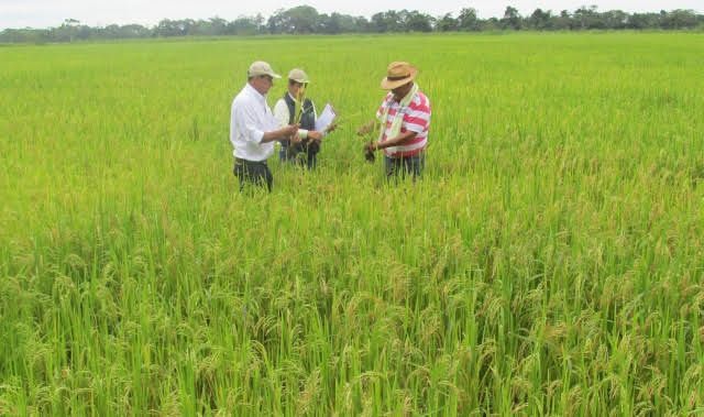 La siembra de semilla de arroz no certificada alcanza el 85%, poniendo en riesgo la producción nacional