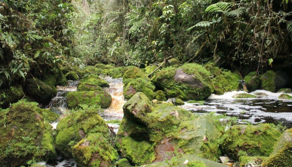 “De forma positiva” avanza propuesta para declarar al Bosque de Galilea como Área Protegida