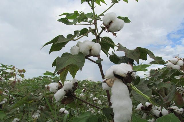 Con el manejo integrado de plagas en el cultivo del algodón se fortalece la producción