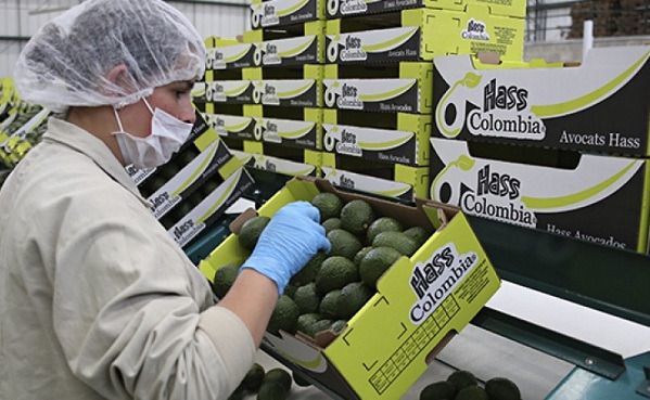 Kuwait, otro destino para el aguacate Hass colombiano