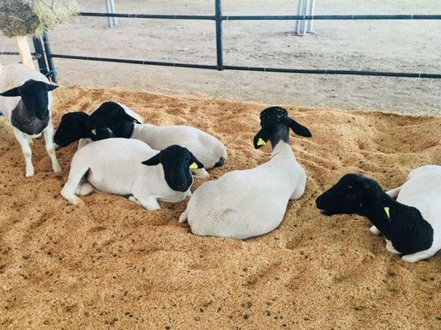 Especies ovinas, caprinas y porcinas no deben ser vacunadas contra la fiebre aftosa durante el I ciclo de vacunación 2019