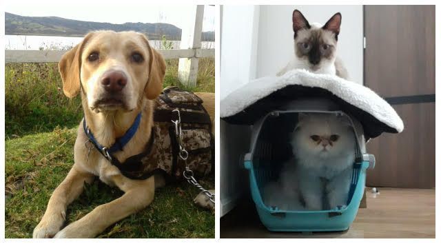 El ICA reglamenta los procesos para el ingreso y salida de mascotas