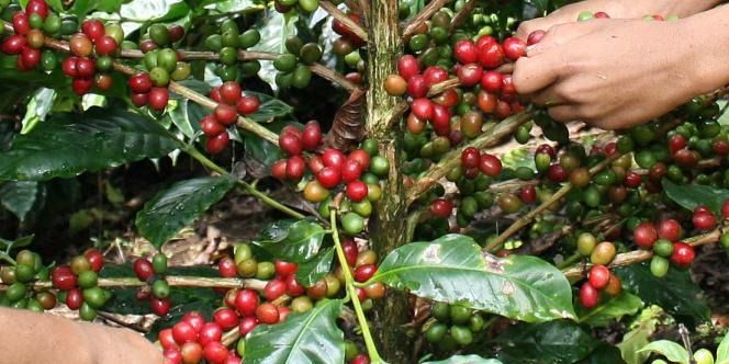 Excombatientes de las Farc del Tolima, entregan las primeras 22 toneladas de café orgánico para comercializar en el exterior
