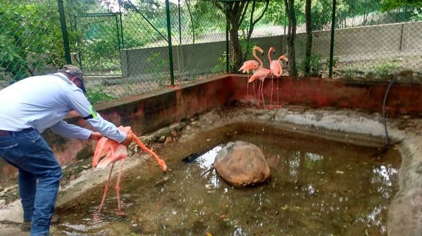 Fauna silvestre parte de Ibagué rumbo a la libertad en el Día del Medio Ambiente