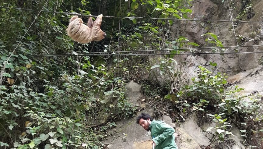 Rescatan oso perezoso que murió de viejo colgado en una cuerda