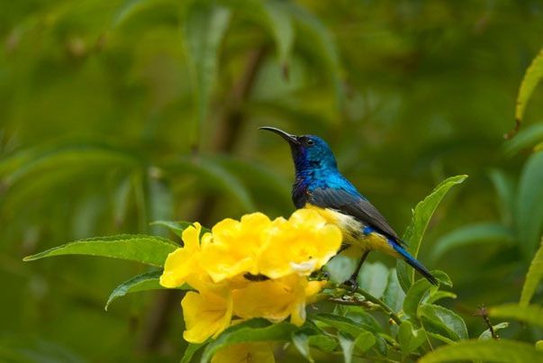 Cortolima pide protección a la naturaleza en el remate de fiestas
