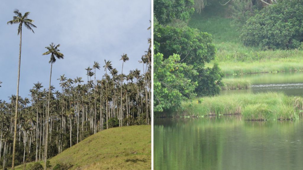Cortolima con la UT adelantan estudio para conservar la Palma de Cera y Humedales