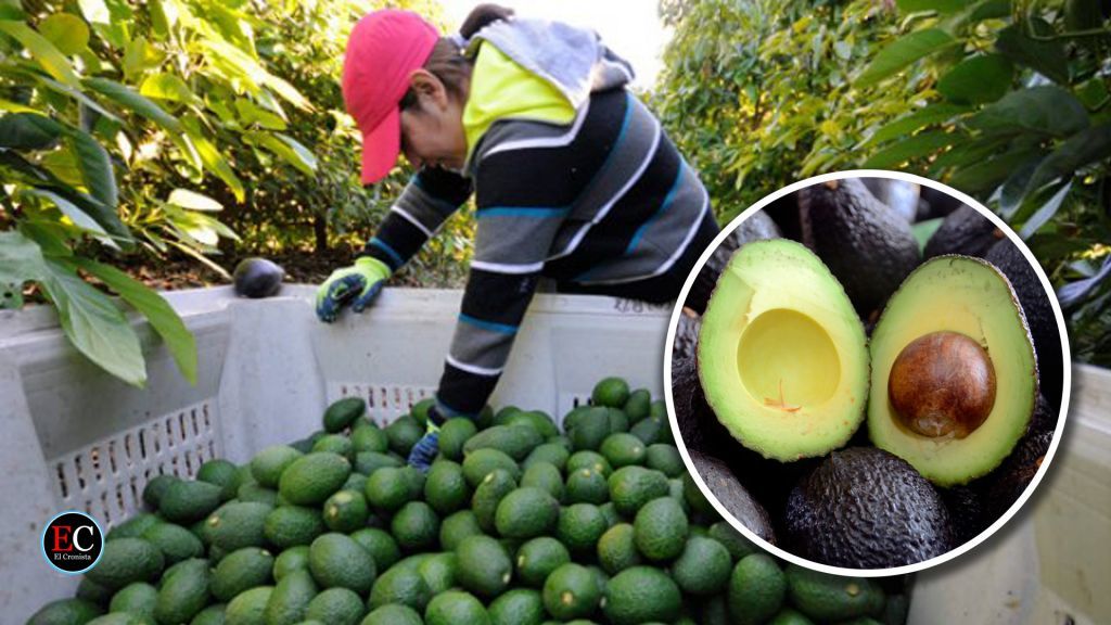 Aguacate Hass colombiano se exportará a Japón a partir del 31 de julio