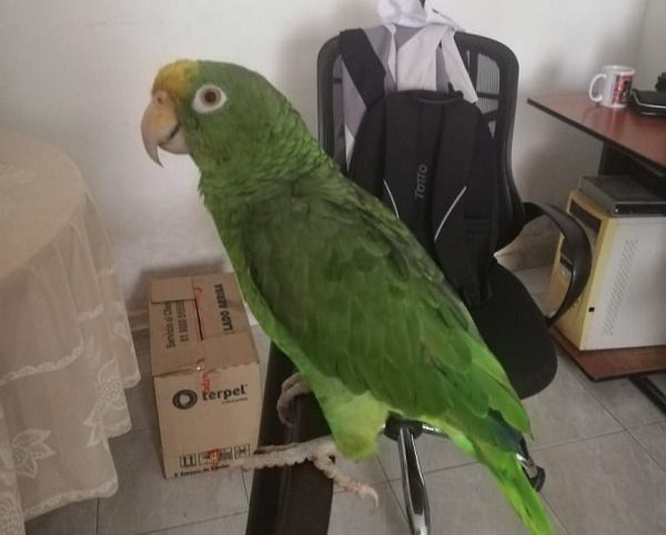 Que Cortolima se apiade de 'Benita'