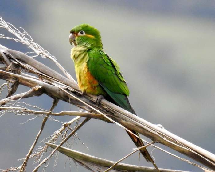 Las aves no son mascotas