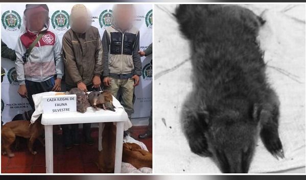 Cazadores detenidos puestos a disposición de las autoridades en Herveo