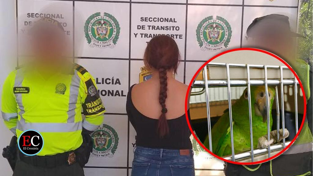 Capturada mujer mientras transportaba loros frentiamarillos