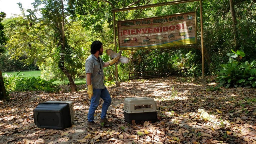 Esta semana 8 animales rescatados fueron liberados en una reserva natural de Sna Luis