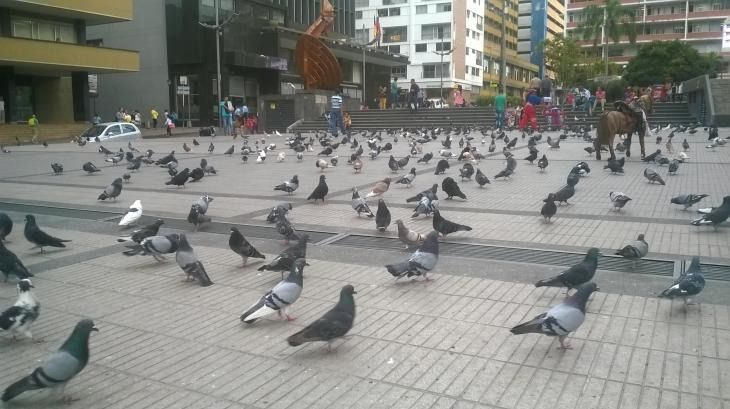 Municipio adelanta campañas pedagógicas sobre enfermedades producidas por palomas