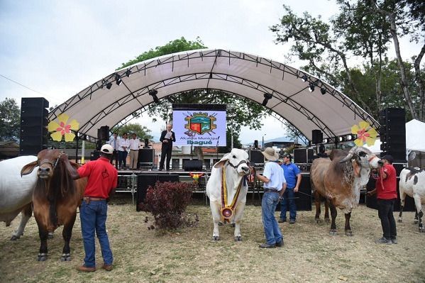 Inició la cuarta Feria Bovina grado A en el Coliseo de Ferias