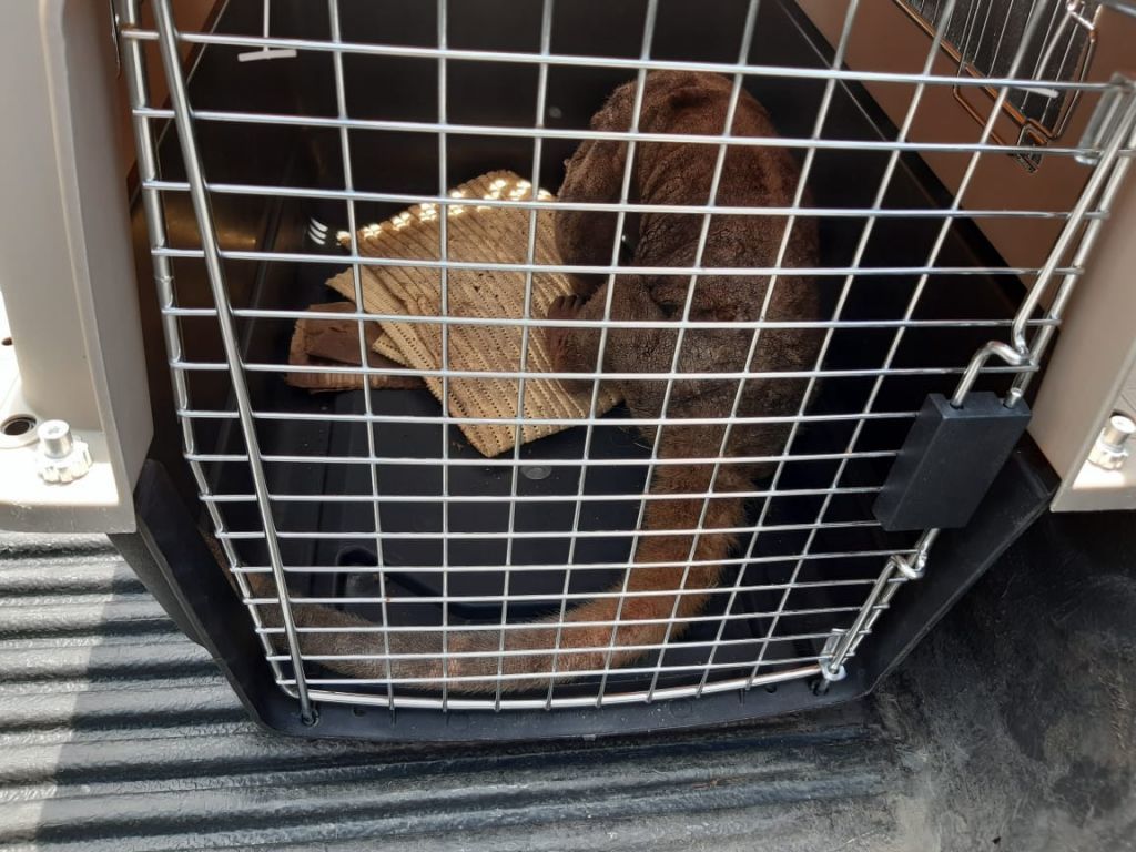 La fauna silvestre sufre las consecuencias de los incendios forestales provocados por el hombre