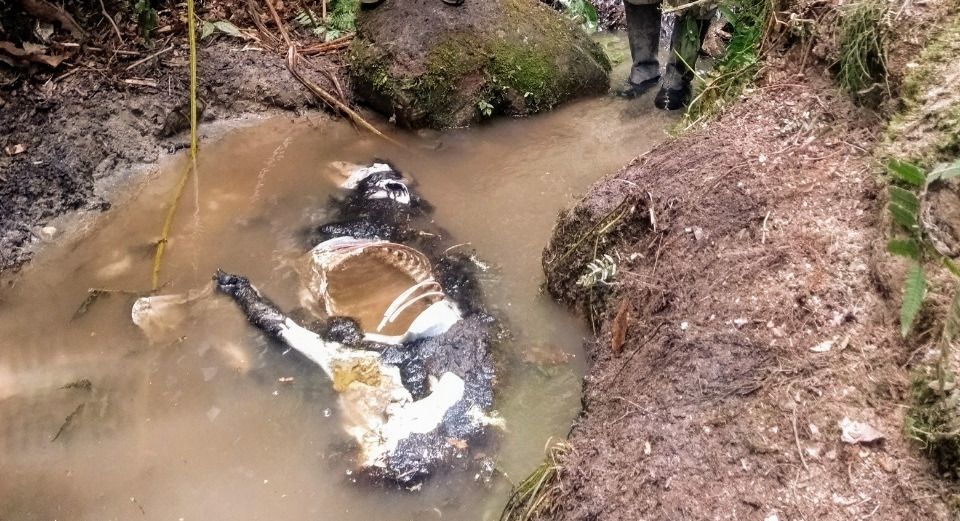 El grupo de Biodiversidad de Cortolima atendió ataques de un posible felino en el norte del Tolima