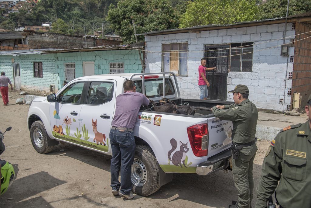 Más de 20 perros han sido dados en adopción por el CAPA en 2017