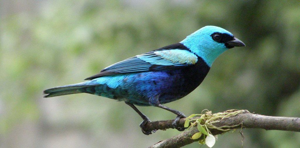 Prográmese para el segundo festival de aves en Ibagué