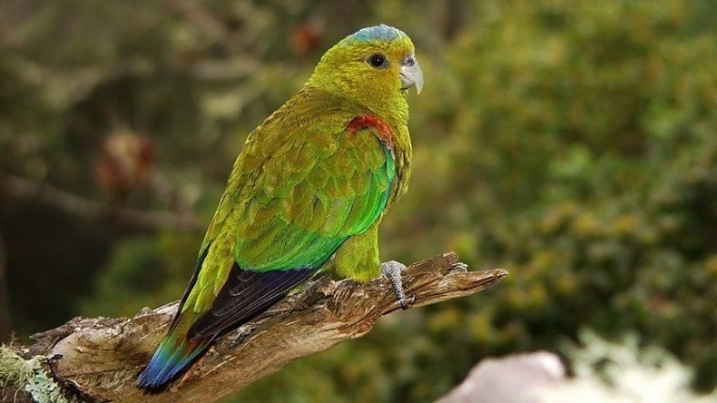 Tolima, octavo departamento con más aves en Colombia