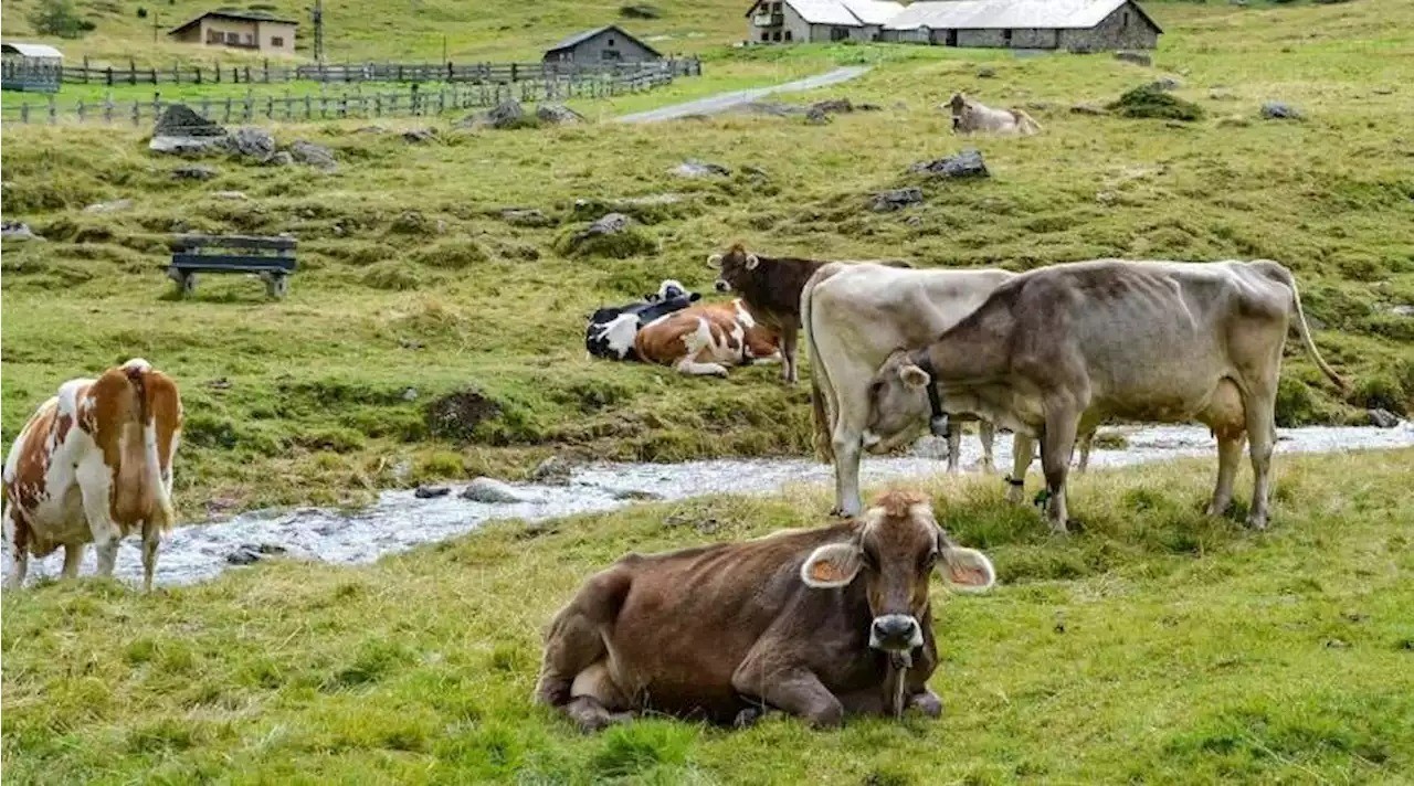 ICA anuncia medidas para facilitar movilización de animales en zonas de riesgo por alerta en Nevado del Ruiz