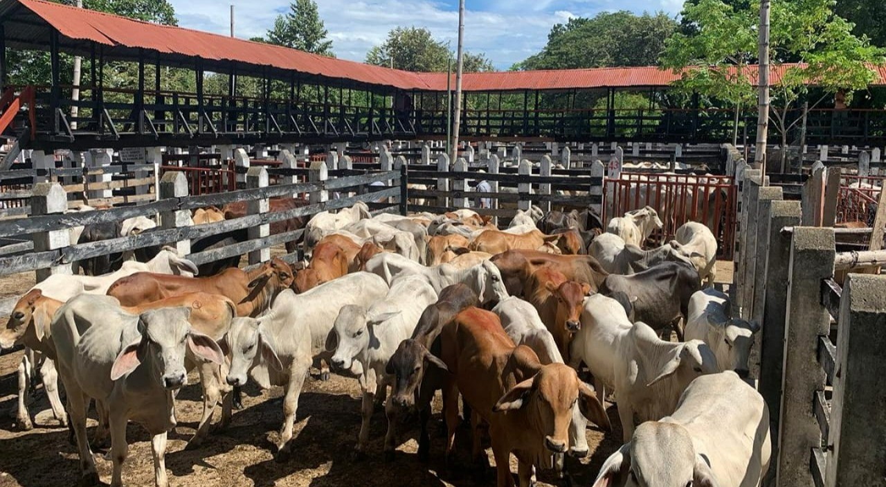 Ganado de alta genética presente en la Feria Ganadera y Comercial Bovina de Chaparral