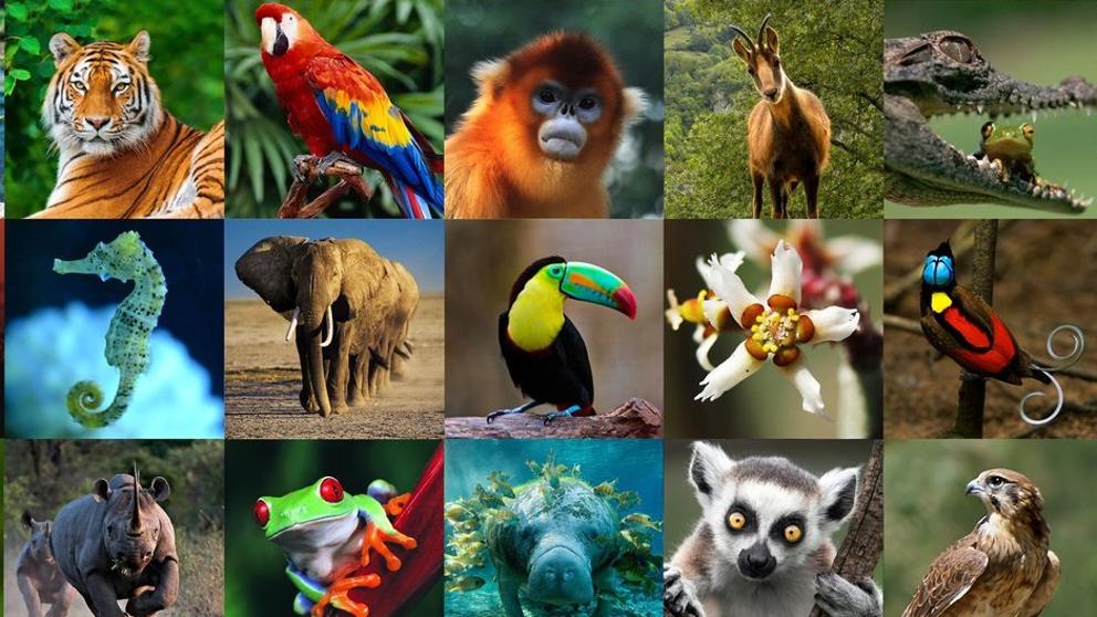 Día Mundial de los Animales