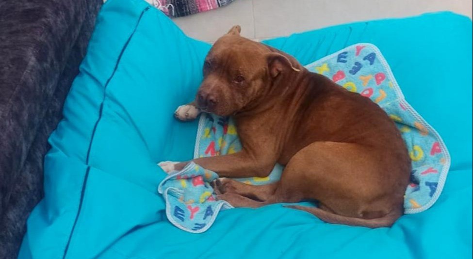 Imputan cargos a hombre que atropelló a un perro en Falan