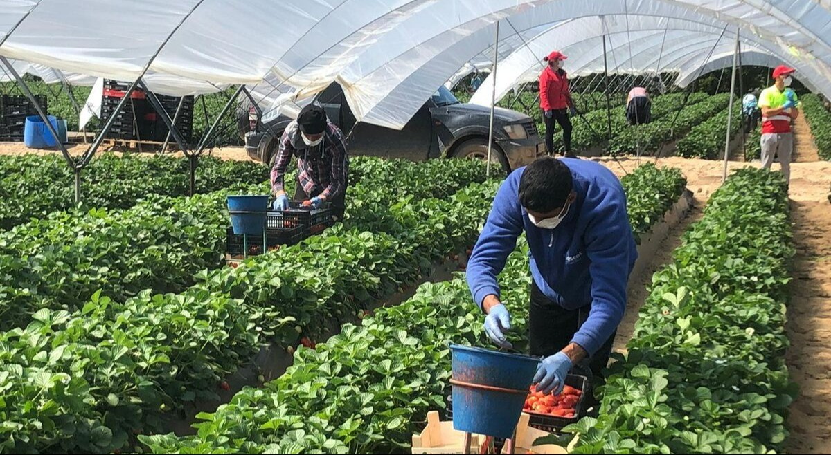 Inversión histórica del sector agrícola del Tolima