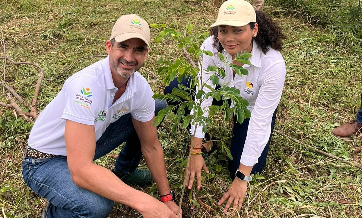 Empieza la siembra de 14.000 árboles en el Tolima