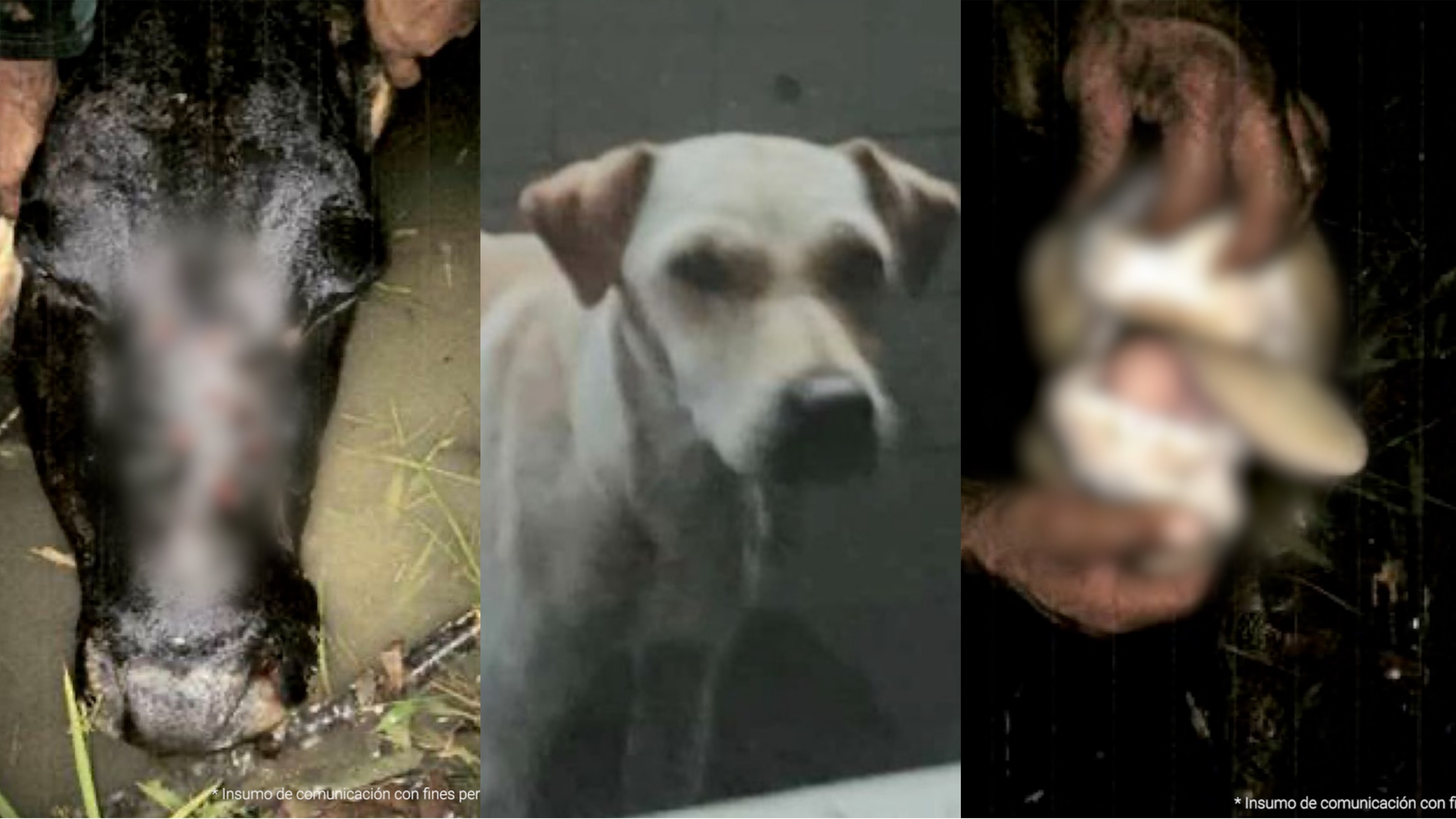 Judicializada directora del albergue de perros rescatados de Argelia (Valle del Cauca)