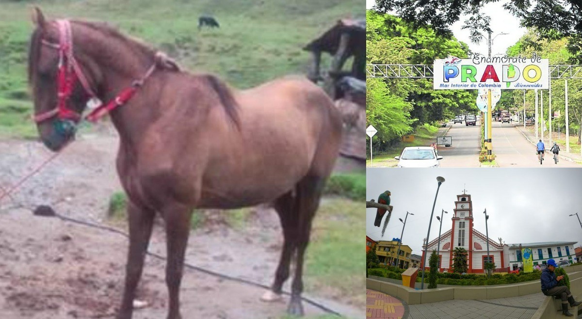 Judicializadas dos personas por maltrato animal en Prado y Herveo