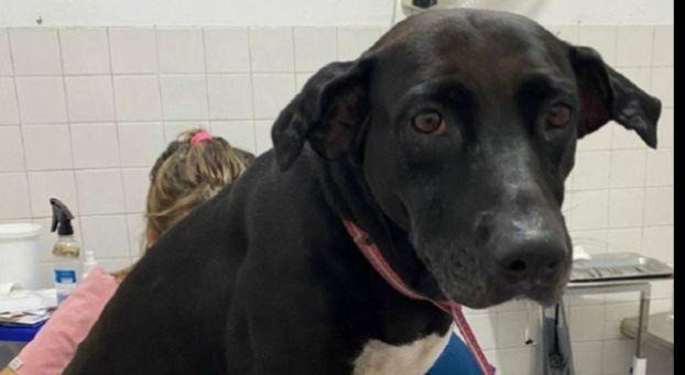 Judicializan al hombre acusado de violar a su perrita en Melgar