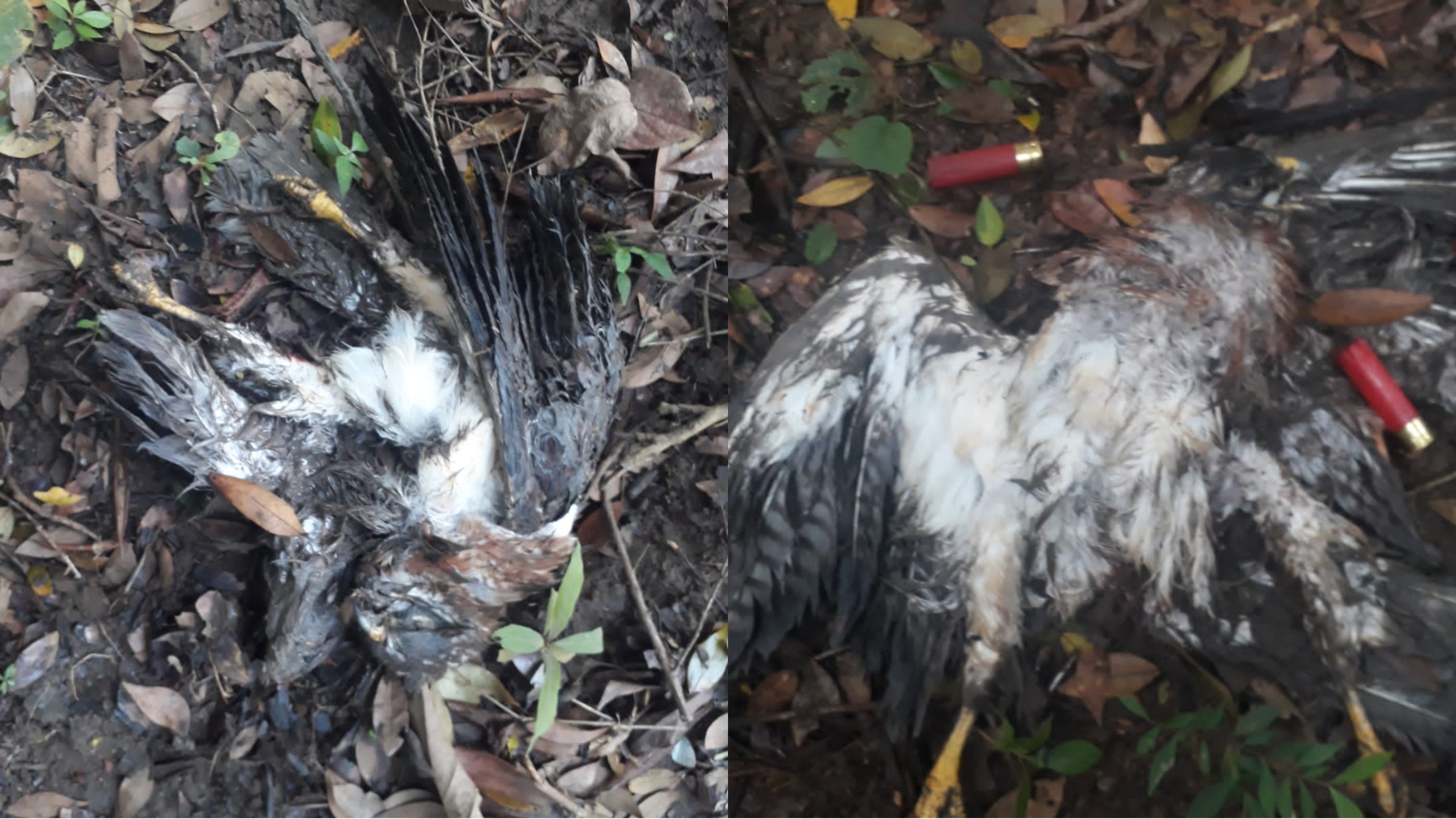 La matanza de 300 águilas cuaresmeras en Falan se pudo evitar, según animalistas