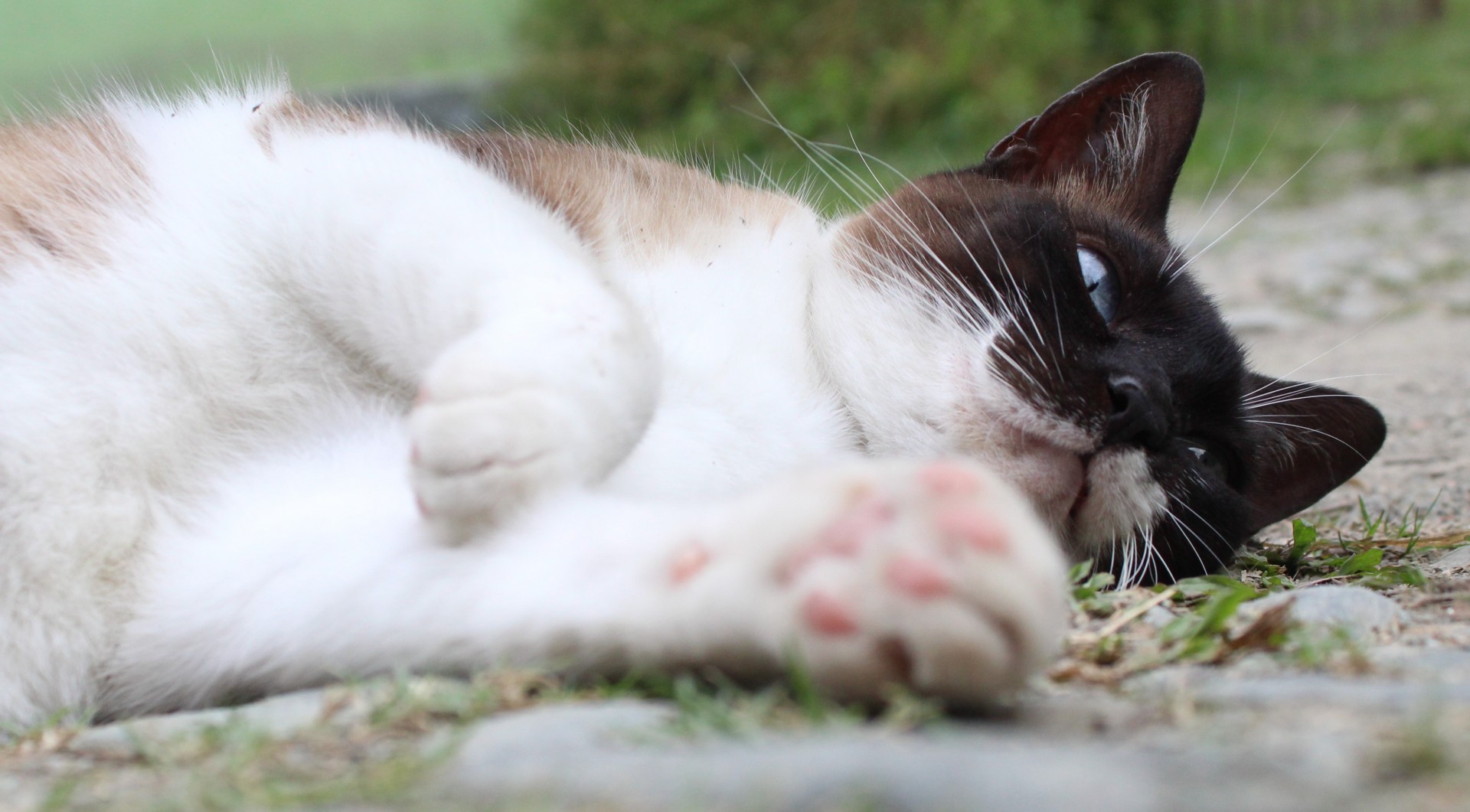 La rinitis ya no es una excusa para no adoptar un gato callejero
