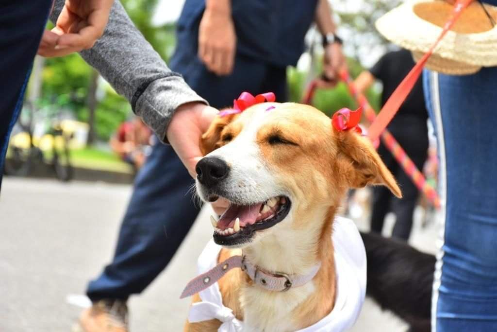 Las mascotas también disfrutarán del Festival Folclórico Colombiano