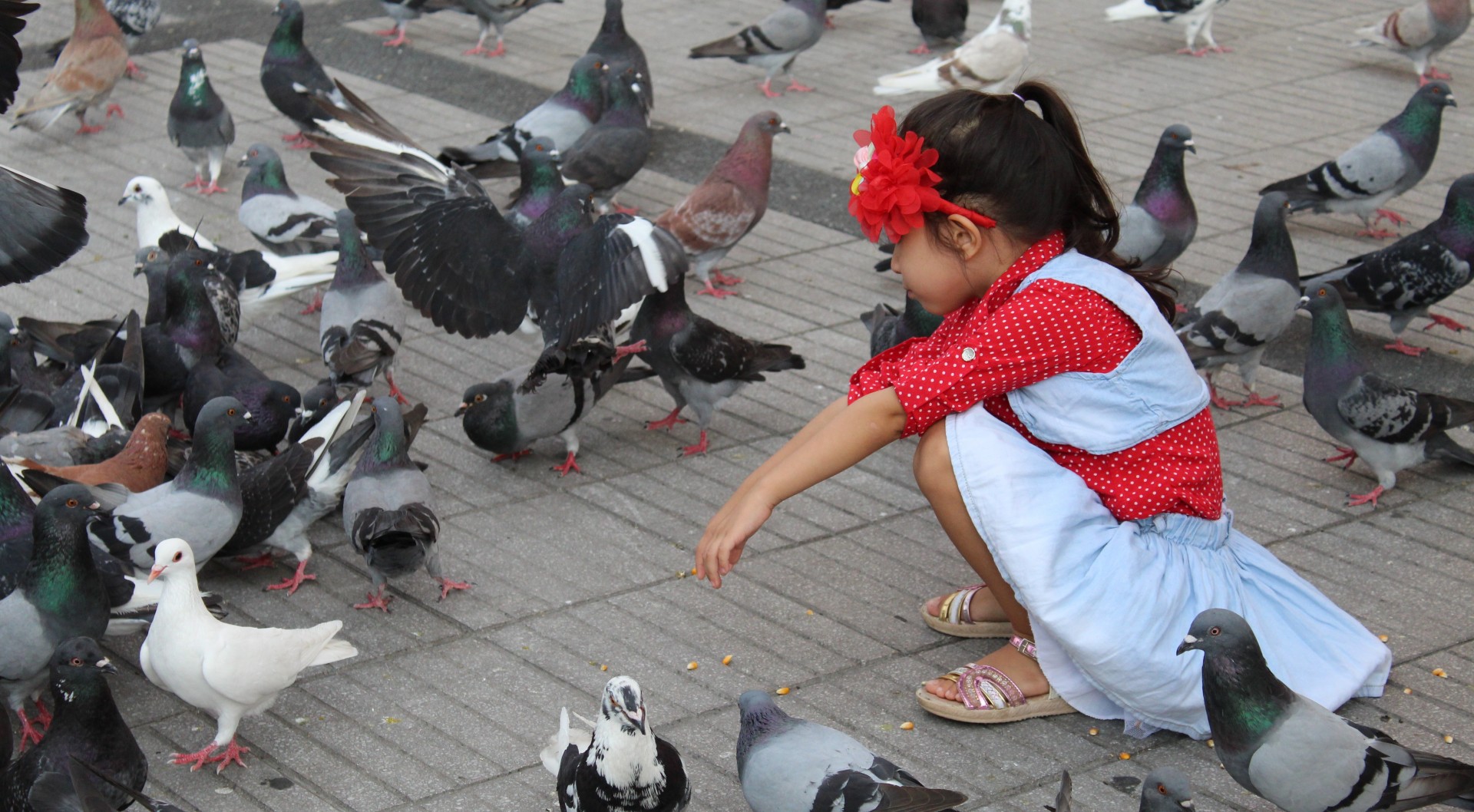 Las palomas, potenciales portadoras de enfermedades